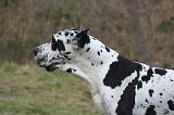 DOGUE ALLEMAND 941